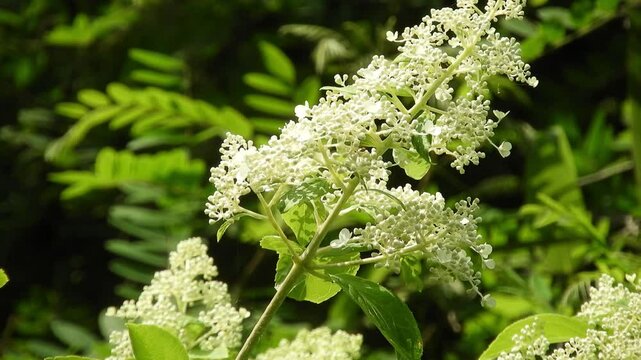 【山野草・樹木】ノリウツギ（糊空木、糊樹）：Hydrangea paniculata　240702-1