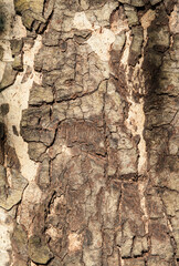 Rough, fresh bark of trees