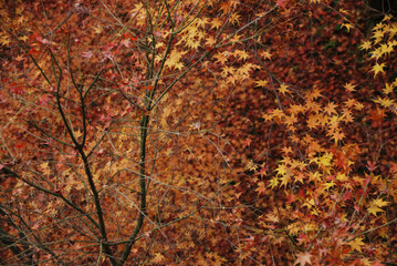 Red autumn leaves in Japanese old garden @Kyoto.Japan / 日本庭園の鮮やかな紅葉 @古都京都