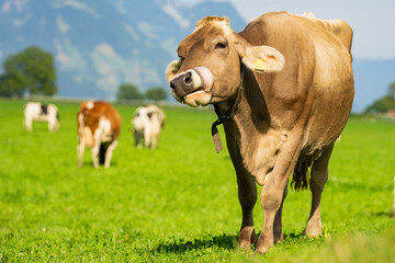 Cow on lawn. Cow grazing on green meadow. Holstein cow. Eco farming. Cows in a mountain field. Cows on a summer pasture. Idyllic landscape with herd of cow grazing on green field with fresh grass.