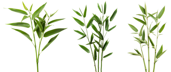 A set of three green bamboo plants isolated on a white background, showcasing their elegant foliage and vibrant green leaves.