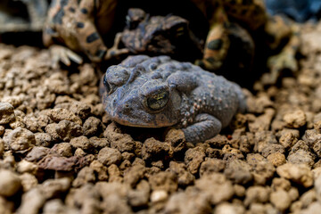 ナンブヒキガエルのマクロ