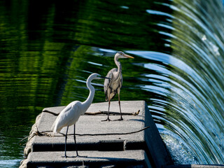 水辺のアオサギ