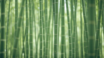 Fototapeta premium a dense bamboo forest, nature background
