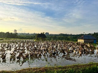 traditional duck farming after rice harvest in the rice fields