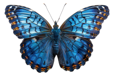 Beautiful butterfly isolated on a transparent background for web, banner, wallpaper