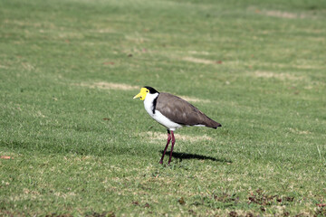 Masked Lapwing plover bird standing in a grassy field