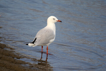 Silver Gull seagull bird standing in shallow water