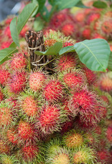 Fototapeta premium Rambutan healthy fruit with sweet taste