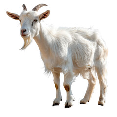 Fototapeta premium A Goat isolated on a transparent background for web, banner, wallpaper