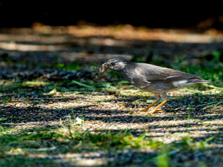 地面を歩くムクドリ,ミミズを食べるムクドリ