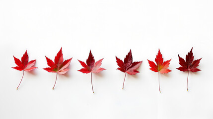 Set of realistic red maple leaves. vector illustration
Autumn background with bright colorful leaves. 
