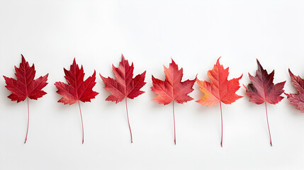 Of fall leaves white background Thanksgiving,
Set of realistic red maple leaves. vector illustration

