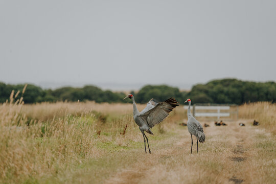 Pair of brolgas in grassy clearing