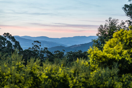 View of mountains and wattle trees