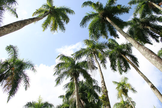 Looking up at the tops of palm trees and blue cloudy sky