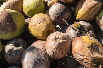 pile of ripe coconuts