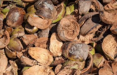 Peeling ripe coconuts in the farmer's garden