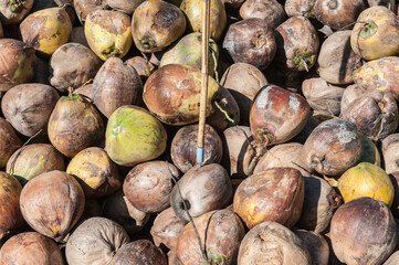 Peeling ripe coconuts in the farmer's garden