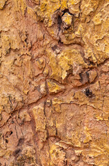 Rough, fresh bark of trees