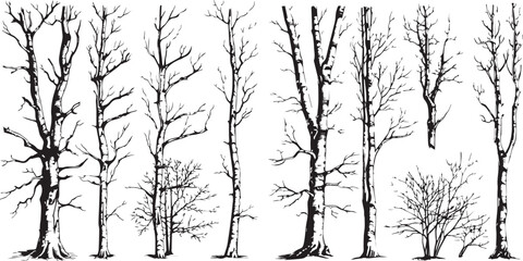 Fototapeta premium birch poplar silhouettes