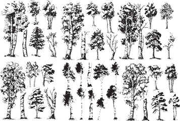 birch poplar silhouettes