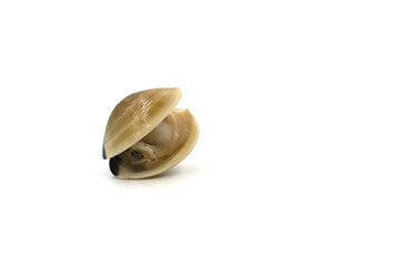 Closed up fresh baby clams, venus shell, shellfish, carpet clams, short necked clams, as raw food from the sea are the seafood ingredients. fresh clams Background. seafood.Isolated on white background