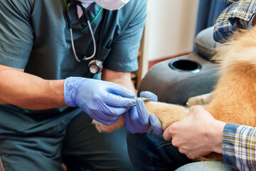A veterinarian is checking a dog at the owner's home. The vet will inject the dog's paw to collect a blood sample. Concept of animal health in the comfort of home.