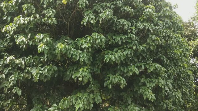 Baccaurea motleyana or rambai and rambi, and in Thai language mafai-farang tree close-up. photo taken in malaysia, southeast asia