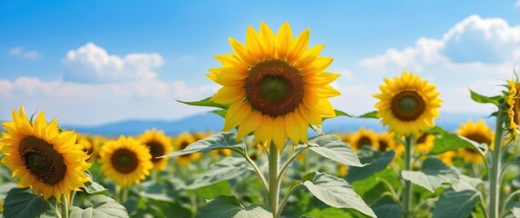 Obraz premium Bright yellow sunflower against a clear blue sky, symbolizing summer, joy, and natural beauty