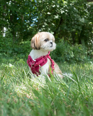 jack russell terrier puppy in the grass