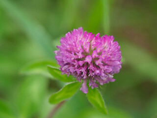 河川敷に咲くムラサキツメクサのクローズアップ