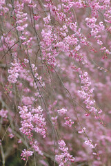 pink and white flowers