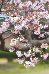 blossom in spring