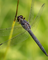 close up of dragonfly on a branch