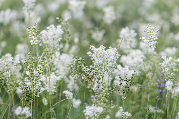 Fototapeta premium Flowering plant with white flowers grow on meadow or green field, closeup botanic scenic, beauty nature summer wallpaper, floral background. Filipendula ulmaria for herbal medicine as medical remedy