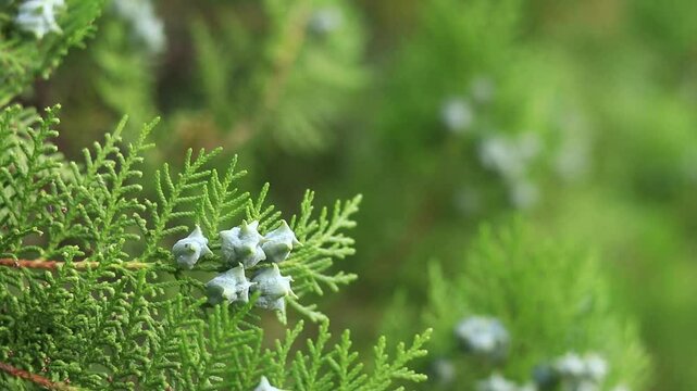 Close-up of young thuja cones. Green thuja tree with young fruits, natural background. Thuja branches with young fruits sway in the wind. Landscaping