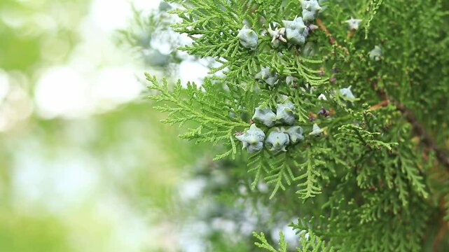 Close-up of young thuja cones. Green thuja tree with young fruits, natural background. Thuja branches with young fruits sway in the wind. Landscaping