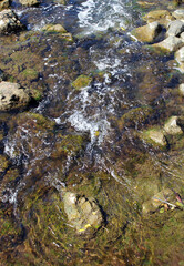 Close up of a shallow stream with water flowing over rocks