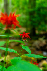 Gentry Falls and Trail Laurel Bloomery TN