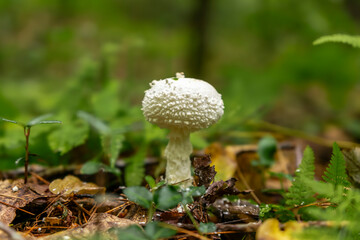 Gentry Falls and Trail Laurel Bloomery TN
