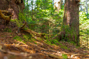 Whitetop Mountain Jefferson National Park Appalachian Trail
