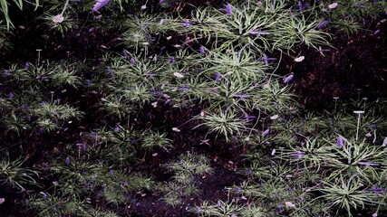 sea thrift plant background