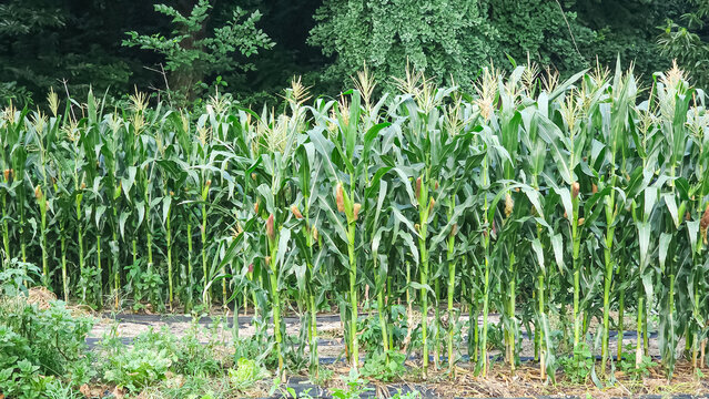 Maize Production" Images  Browse 122 Stock Photos, Vectors, and Video |  Adobe Stock