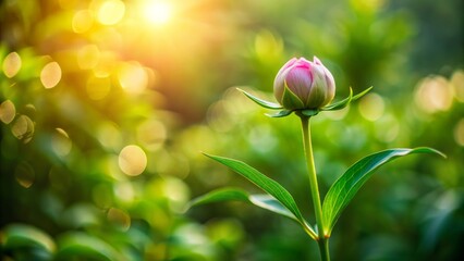 Peaceful atmosphere surrounds a lone flower being planted in a minimalist garden with lush greenery and soft, filtered natural light.