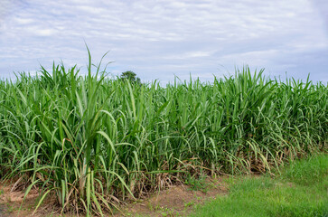 Sugarcane growing inside the farm in countryside of Thailand