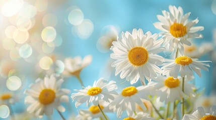 White chamomile flowers on a blue background. The concept of summer, purity and beauty.