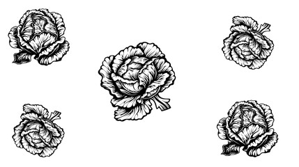 Outline hand drawn set of vegetables. Cabbage, broccoli, cauliflower, Chinese cabbage and Brussels sprouts.vector collection of cabbage silhouettes

