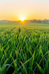 Obraz premium Sunrise over a lush green rice field, with dew-kissed blades of grass glowing under the early morning light, capturing the serene beauty of nature.