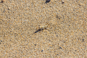 砂浜に生息するヤマトマダラバッタの幼虫 鳥取県 鳥取砂丘